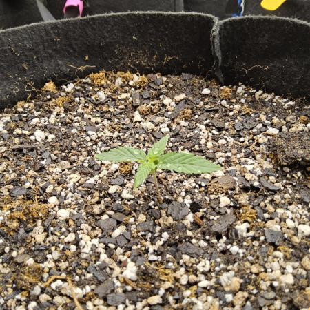 White Widow Plus