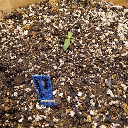 Bubba Seedsman