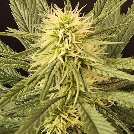 Creamy Seeds Mafia