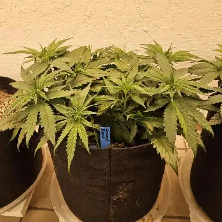 Creamy Seeds Mafia
