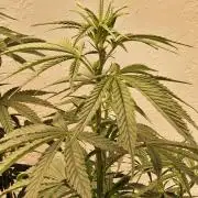 Amnesia go fast