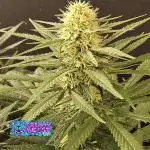 Creamy Seeds Mafia
