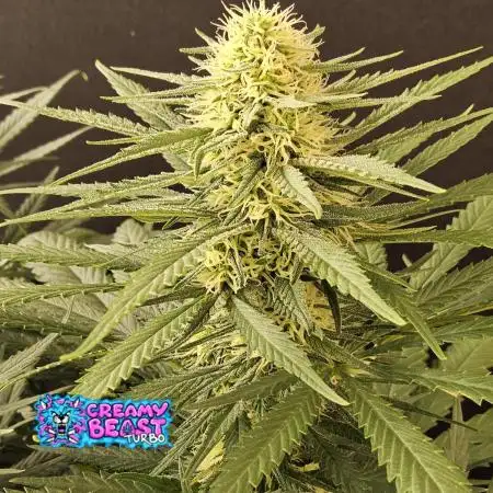 Creamy Seeds Mafia