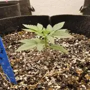 White Widow Plus