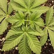 Mexican Sativa
