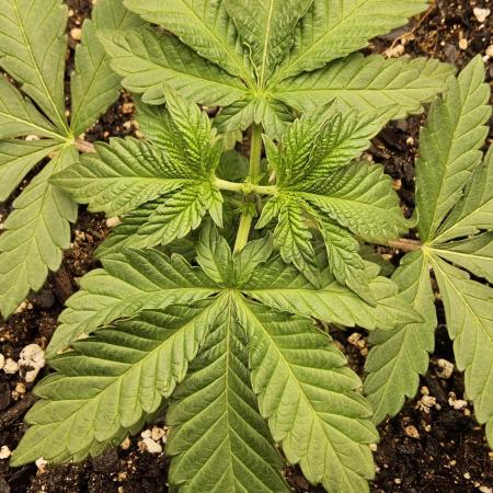 Mexican Sativa
