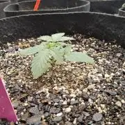 Regrow of Cheesus