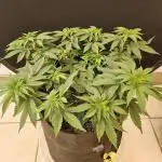 Seedsman, Alaskan Do-Si-Dos