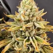 Seedsman Blood