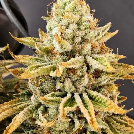Seedsman Blood