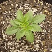Mexican Sativa