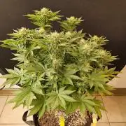 Mexican Sativa