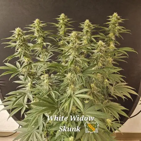 White MSNL