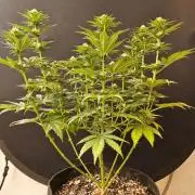 Mexican Sativa