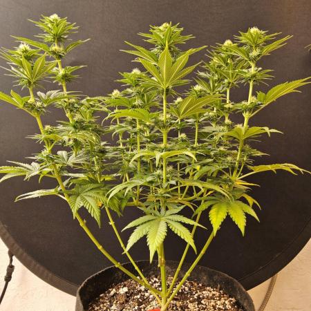 Mexican Sativa