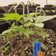 White Widow Plus