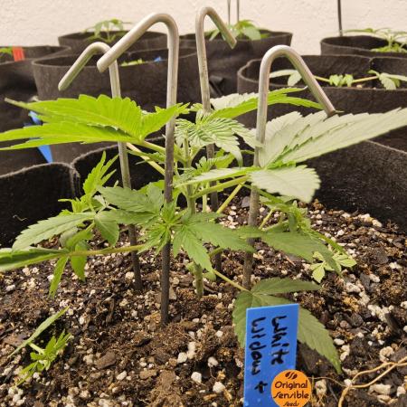 White Widow Plus