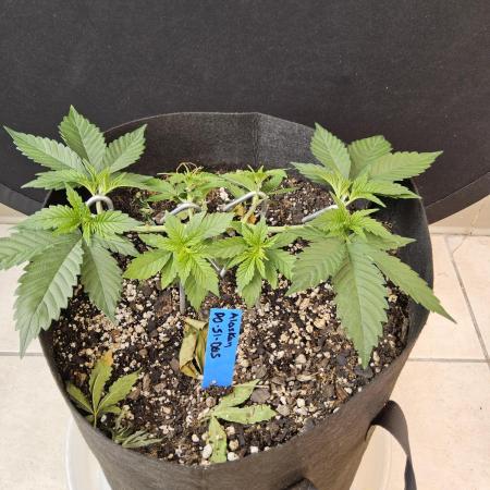 Seedsman, Alaskan Do-Si-Dos
