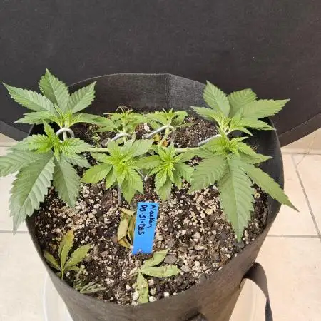 Seedsman, Alaskan Do-Si-Dos