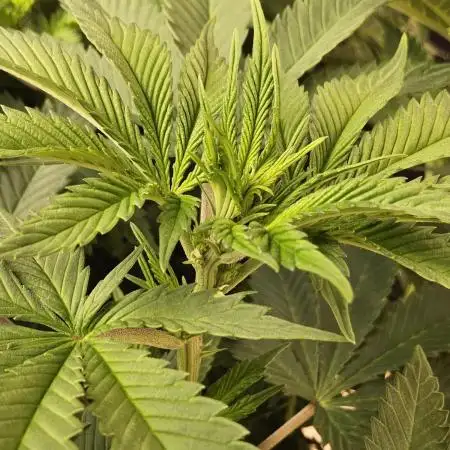Seedsman, Alaskan Do-Si-Dos