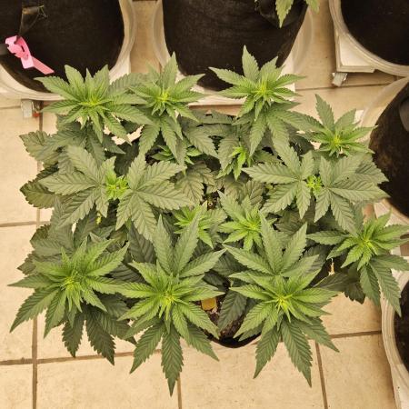 Mexican Sativa