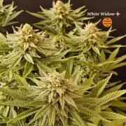 White Widow Plus