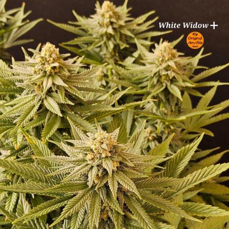 White Widow Plus