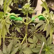 Mexican Sativa