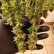 White Widow Plus