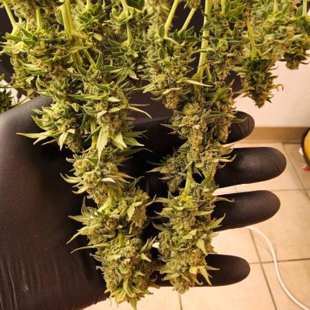 White Widow Plus