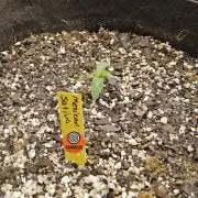Mexican Sativa
