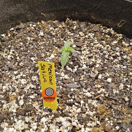 Mexican Sativa
