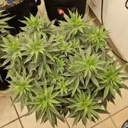 White Widow Plus