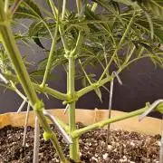 Bubba Seedsman