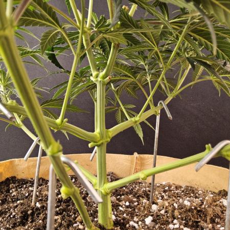 Bubba Seedsman