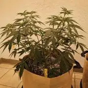 Amnesia go fast