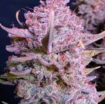 Purple  Punch 