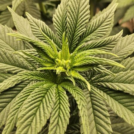 Mexican Sativa