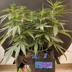 Creamy Seeds Mafia