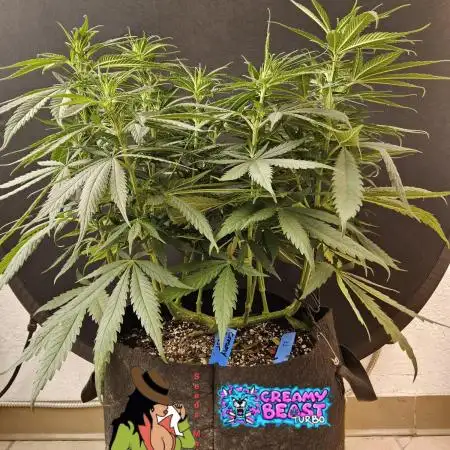Creamy Seeds Mafia