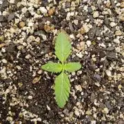 Regrow of Cheesus
