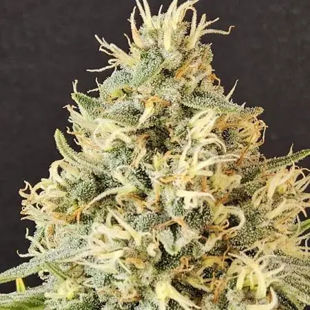 Seedsman, Alaskan Do-Si-Dos