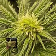 Regrow of Cheesus