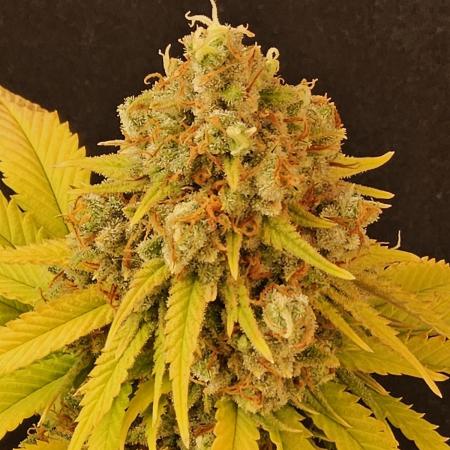 ILGM New Year Grow