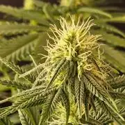 Amnesia go fast