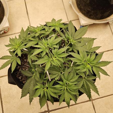 White Widow Plus