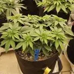 Seedsman, Alaskan Do-Si-Dos