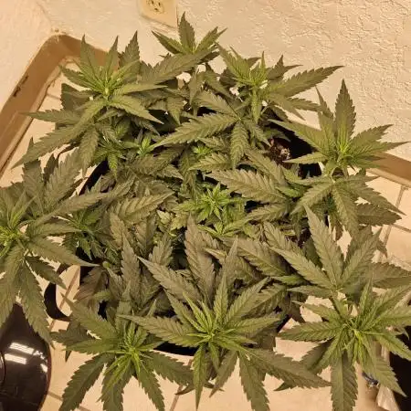 Mafia Skunk