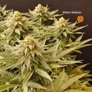 White Widow Plus