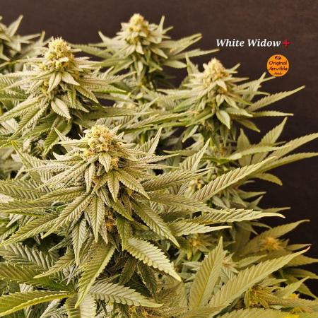 White Widow Plus